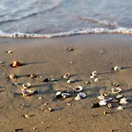 In 37969 Bibione